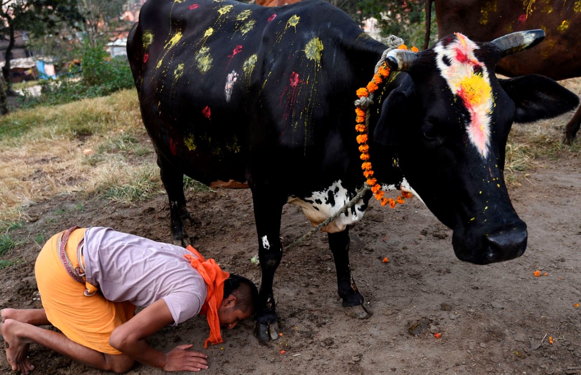 तिहारको तेस्रो दिन आज गाई पूजा गरिदैं